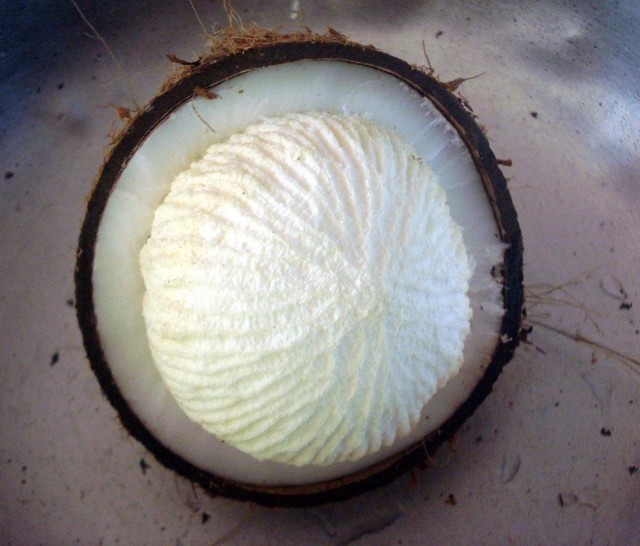 1200px-Coconut_pong_inside-VbqFxMHT7M.jpg