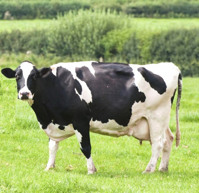 Dairy Farming India-89GxC74gm1.jpg