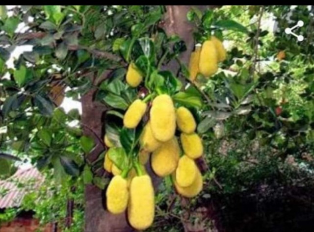 EnMalayalam_Amma Nattoru Plavu-x9ZT3udvkh.jpg