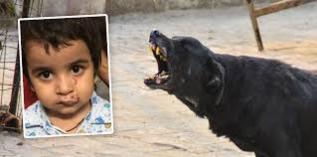 EnMalayalam_Dogs atack-pGI0dbotXX.jpg