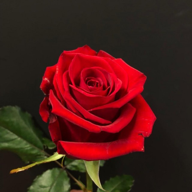 EnMalayalam_chuvanna rosapovu-70HyEobez6.jpg