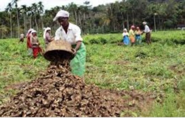EnMalayalam_ginger farming-UgFtB59XLx.jpg
