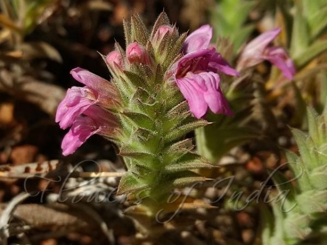 Kerala Lepidagathis-N5jKccUpoQ.jpg