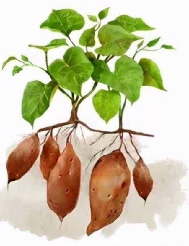 WhatsApp Image 2023-03-11 at 1.51.42 PM-ZtG0tTwhn9.jpeg