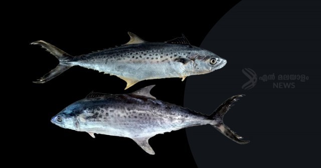 WhatsApp Image 2023-11-15 at 12.13.09 PM (1)-WVOUeDELhG.jpeg