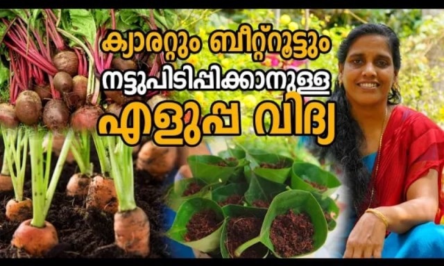 beetrote and carrote-sMp60w3xs1.jpg