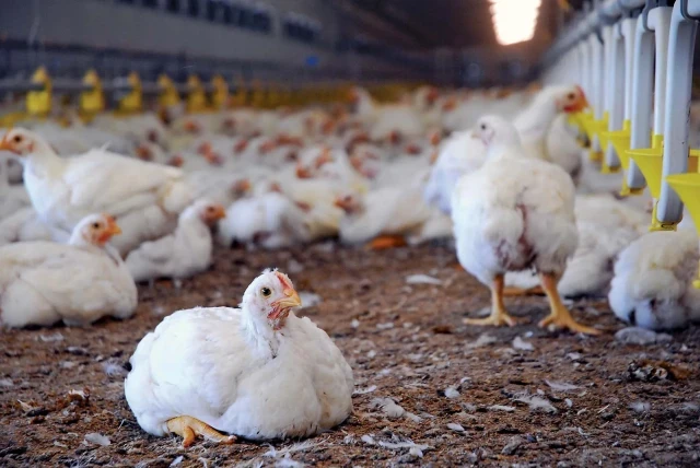 chickens-poultry-farm-wYekHCZhCQ.webp