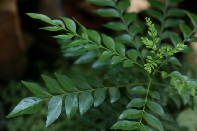 curry leaves-pvljybAWKB.jpg