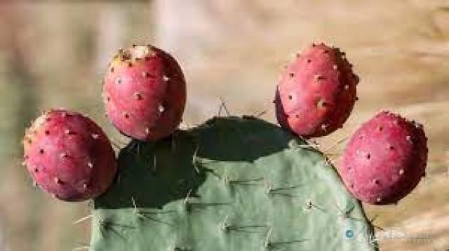 deepa 11-XDRMwZA4fp.jpg