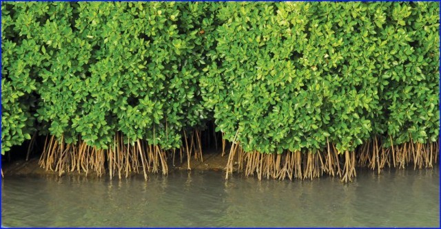 deepa 12-Qvjipavt6z.jpg