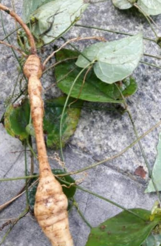 deepa 16-TcVPiBYyIy.jpg