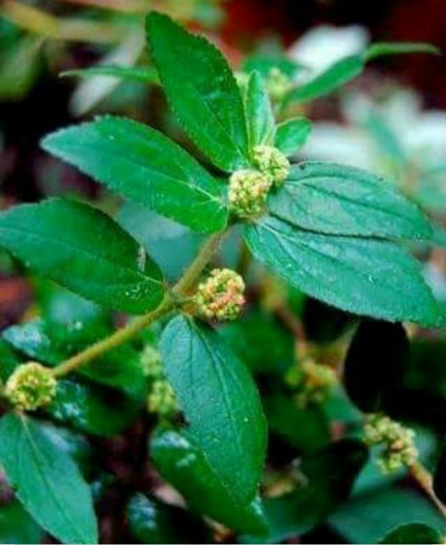 deepa 18-wwt58aHoBL.jpg