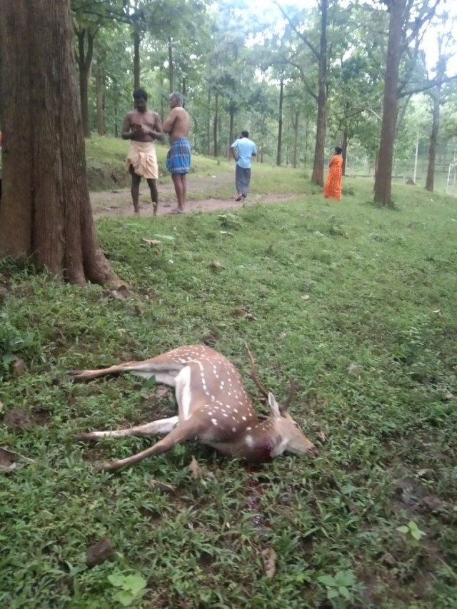 deepa 19-ayX4V4Ccym.jpg