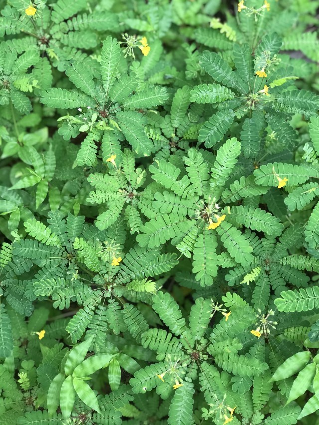 deepa 8-rBe8Zzahg5.jpg