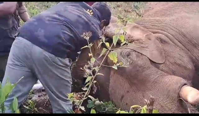 elephant athirapally-PdA0Gk6dIt.jpeg