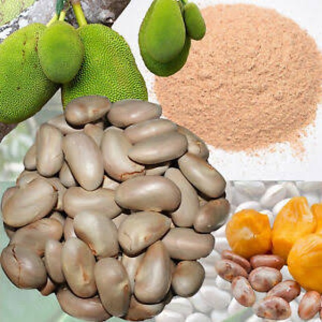 jack fruit seed-snXHb2VW4d.jpeg