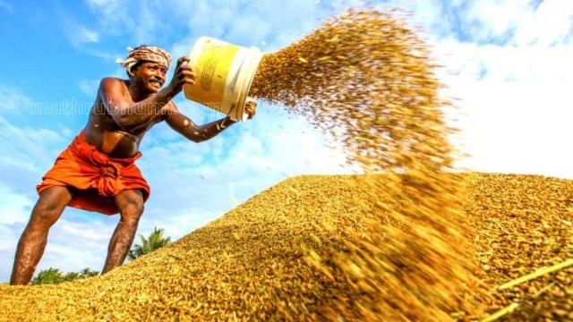 paddy 1-8t3zwKoTfM.jpg