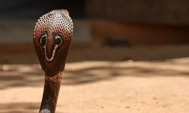 snake-897x538-sKVqtR0iX3.jpg