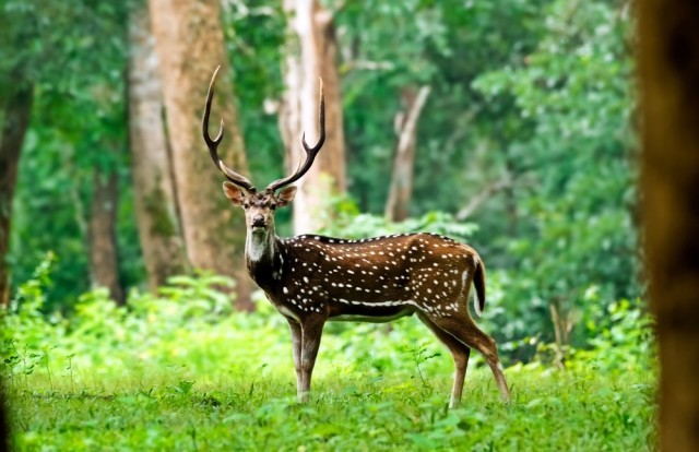tholpetty-wildlife-sanctuary-in-wayanad62de5a2b3e7da-Kj0rJMS52D.jpg