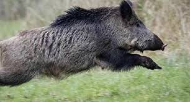 wild animal-8cZdLfL86t.jpeg