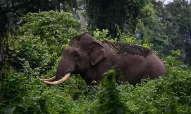 wild elephant-wnV0VB5tFT.webp